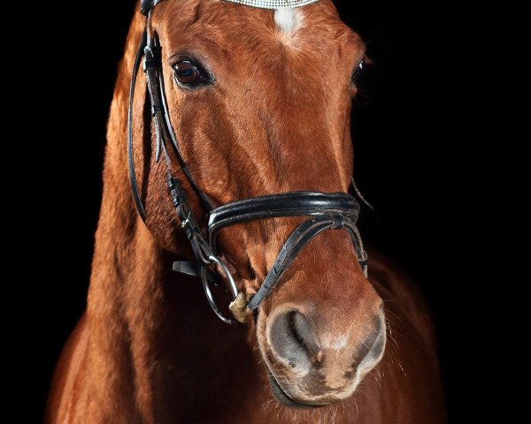 dressage horse Darwin 75 (Westphalian, 1996, from Damenstolz)
