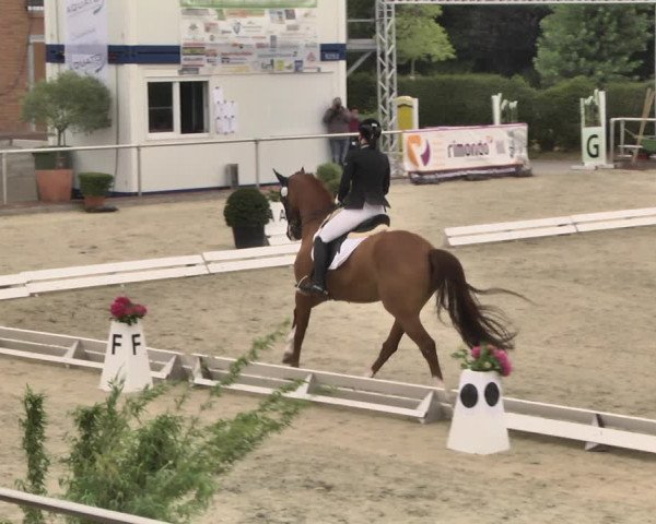 Reitturnier Durmersheim-Hardt 2018