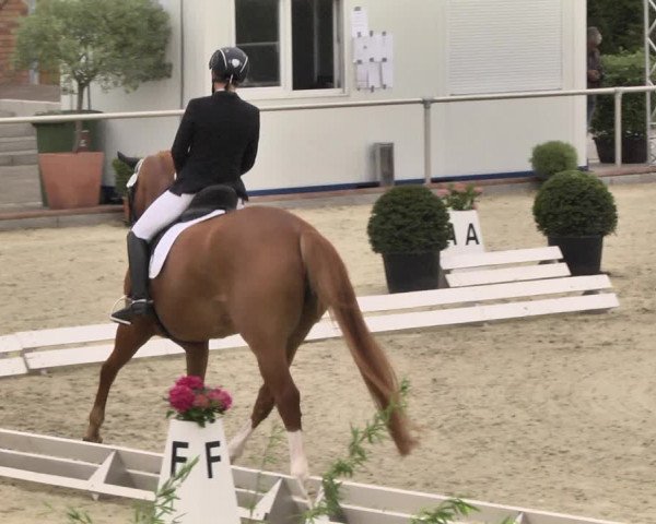 Reitturnier Durmersheim-Hardt 2018