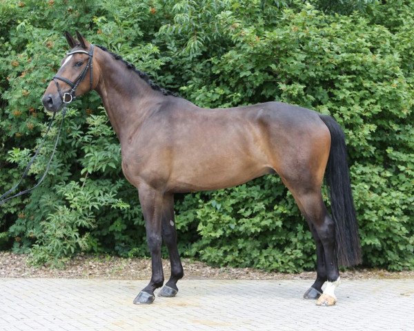 dressage horse Luke Skywalker 76 (Hanoverian, 2013, from Lemony's Nicket)