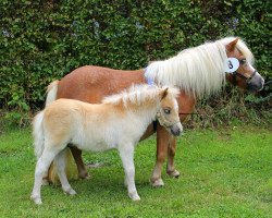 horse HD's Peppi (Shetland pony (under 87 cm), 2017)