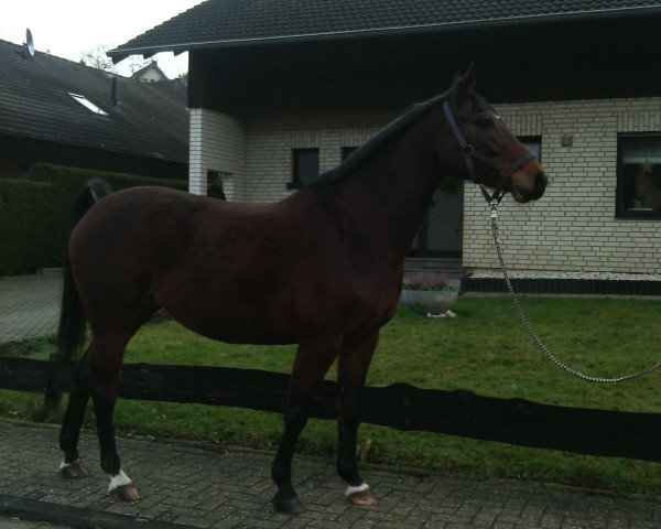 Zuchtstute Cordina 60 (Westfale, 2008, von Co-Pilot)