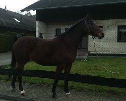 Zuchtstute Cordina 60 (Westfale, 2008, von Co-Pilot)