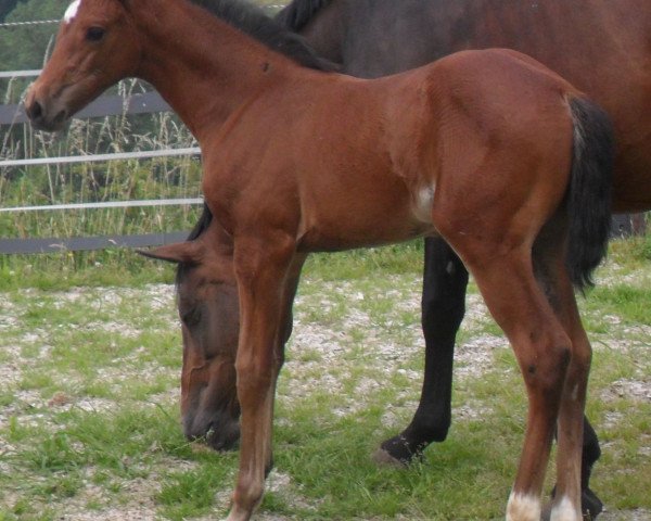 horse Darrowby (Westphalian, 2017, from Diathago)