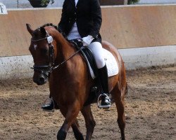 dressage horse Charlyssimo (unknown, 2010)