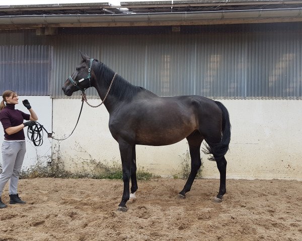 horse Rubin's Pride (German Sport Horse, 2005, from Rubin Royal OLD)