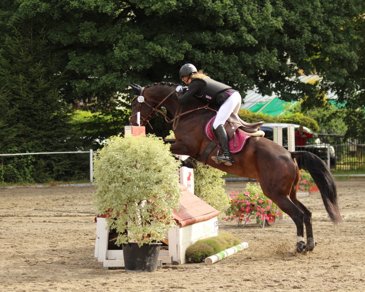dressage horse Sissy von Liebenzell (Württemberger, 2008, from Sir Oldenburg)