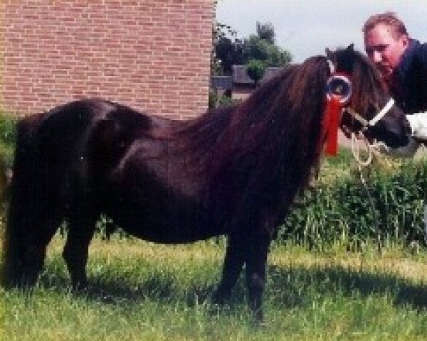 broodmare Darling v.d. Zandkamp (Shetland pony (under 87 cm), 1989, from Winston L.H.) broodmare Darling v.d. Zandkamp (Shetland pony (under 87 cm), 1989, from Winston L.H.)