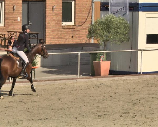 Reitturnier Durmersheim-Hardt 2018