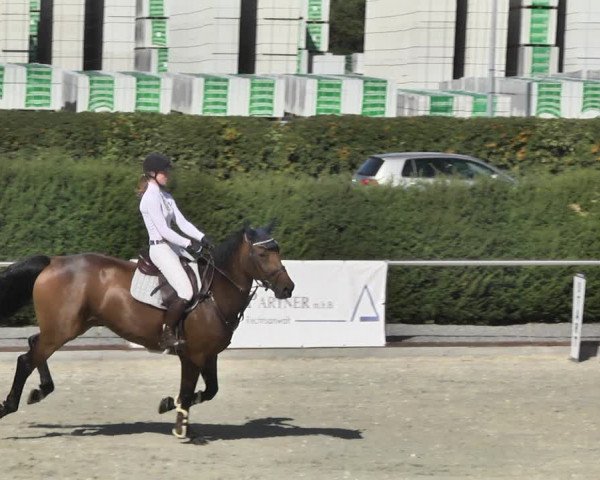 Reitturnier Durmersheim-Hardt 2018