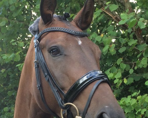 broodmare Sienna 58 (Hanoverian, 2012, from Sir Donnerhall I)