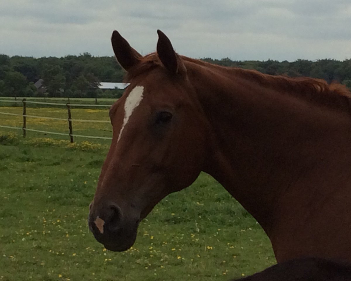 broodmare El Courage (Hanoverian, 2001, from Espri)