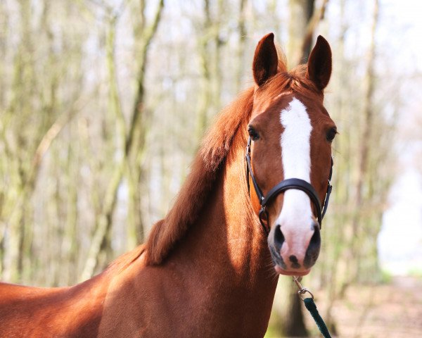 jumper Claus 47 (KWPN (Royal Dutch Sporthorse), 2007, from Saffraan)