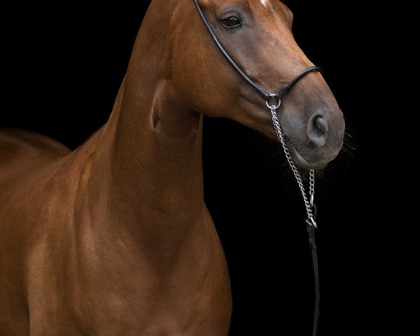 horse Sansibar 121 (Hanoverian, 2009, from San Remo)