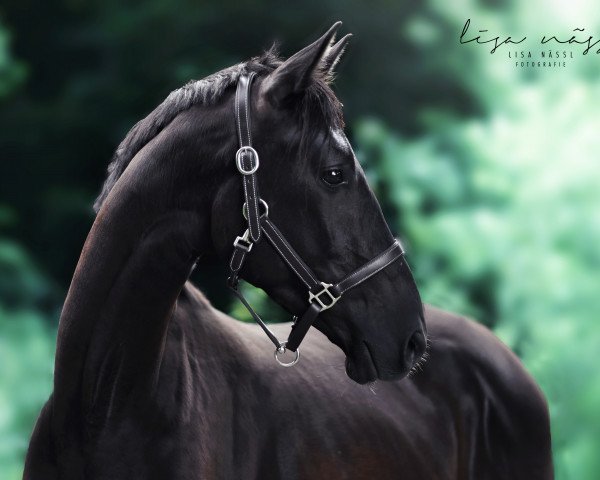 horse Mondschimmer (Trakehner, 2014, from Sanssouci)