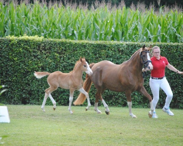 dressage horse Valentino Deluxe 2 (German Riding Pony, 2017, from Vincenzo NRW)