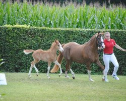 dressage horse Valentino Deluxe 2 (German Riding Pony, 2017, from Vincenzo NRW)