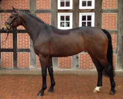 dressage horse Rocco Ricci (Westphalian, 2008, from Riccione)