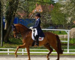 Dressurpferd Ronaldo 201 (Dänisches Warmblut, 2006, von Blue Hors Romanov)