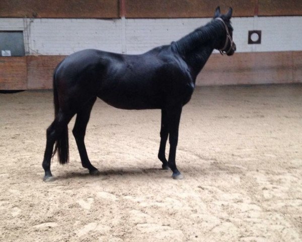 horse Gina by Genesis (Württemberger, 2013, from Genesis)