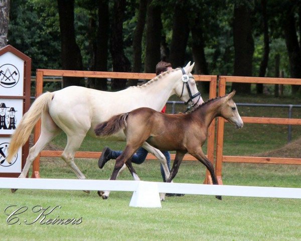 Deckhengst HK Der feine Diamant (Deutsches Reitpony, 2017, von Der feine Lord AT)