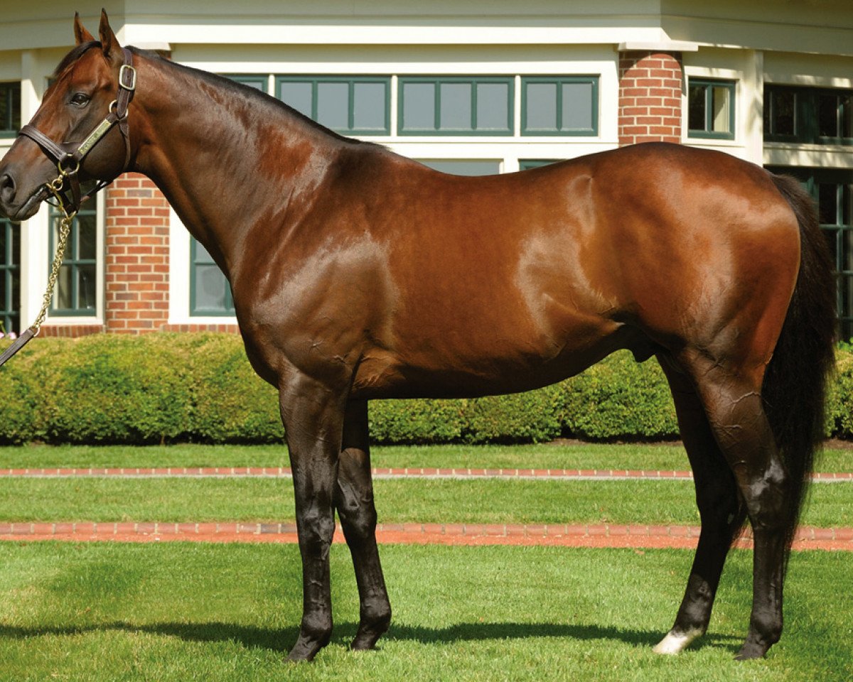 stallion Candy Ride xx (Thoroughbred, 1999, from Ride the Rails xx)