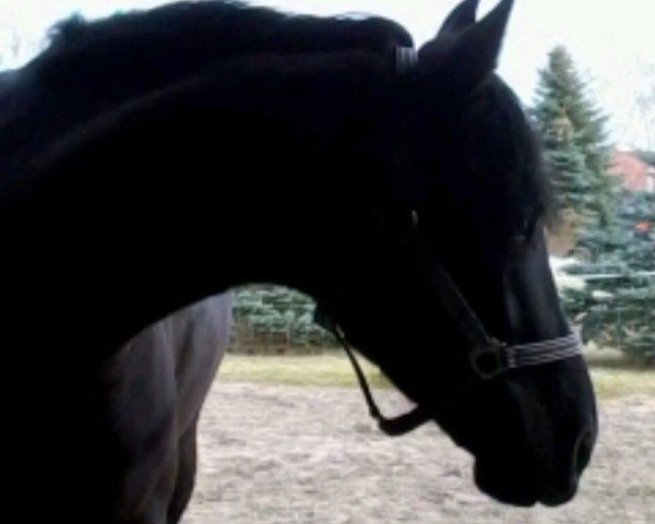 dressage horse Skandico 2 (Great Poland (wielkopolska), 2008, from Rotmistrz)