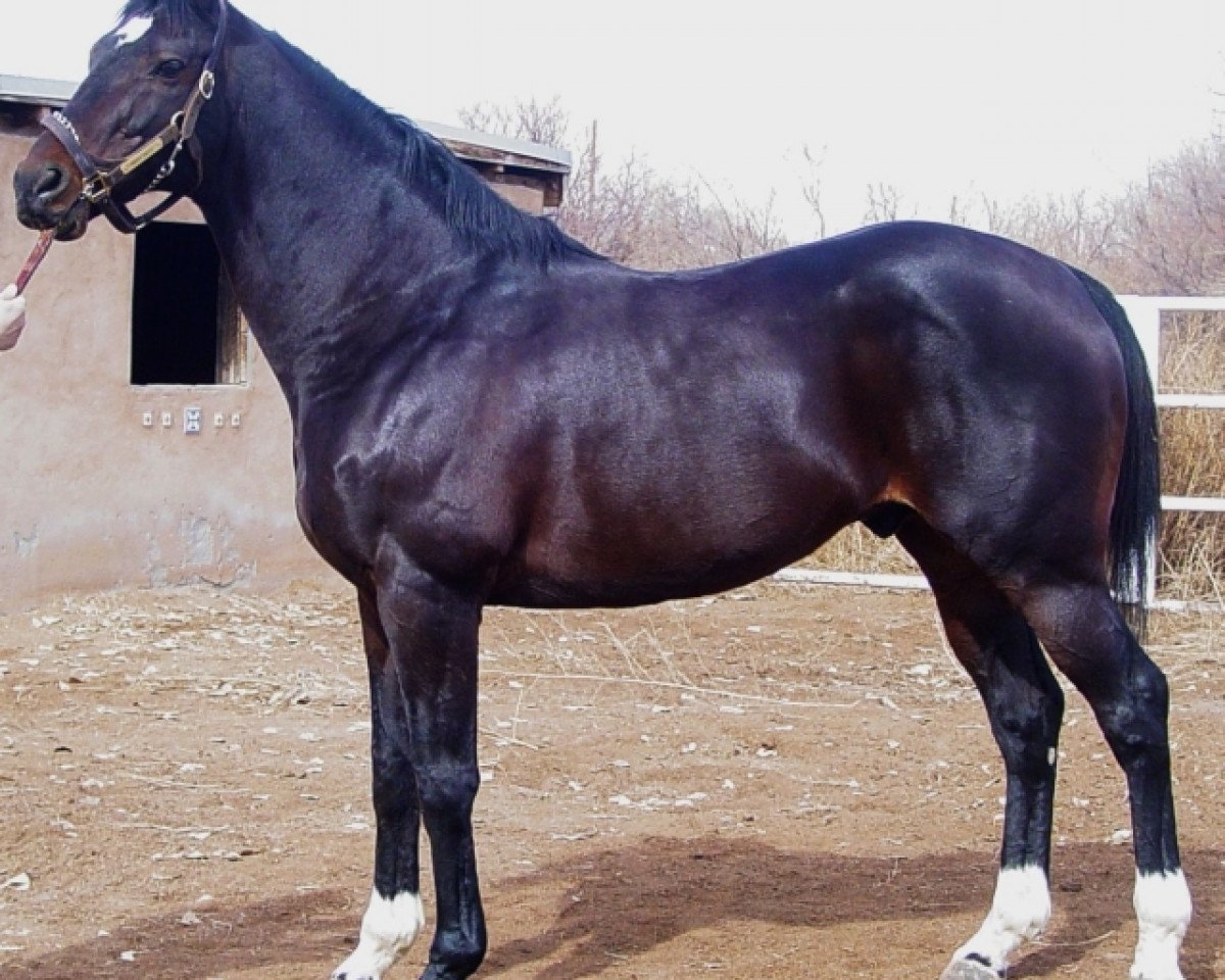 stallion Tricky Creek xx (Thoroughbred, 1986, from Clever Trick xx)