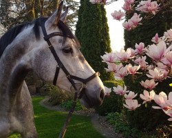 broodmare Caya T (Hanoverian, 2010, from Casillas 2)