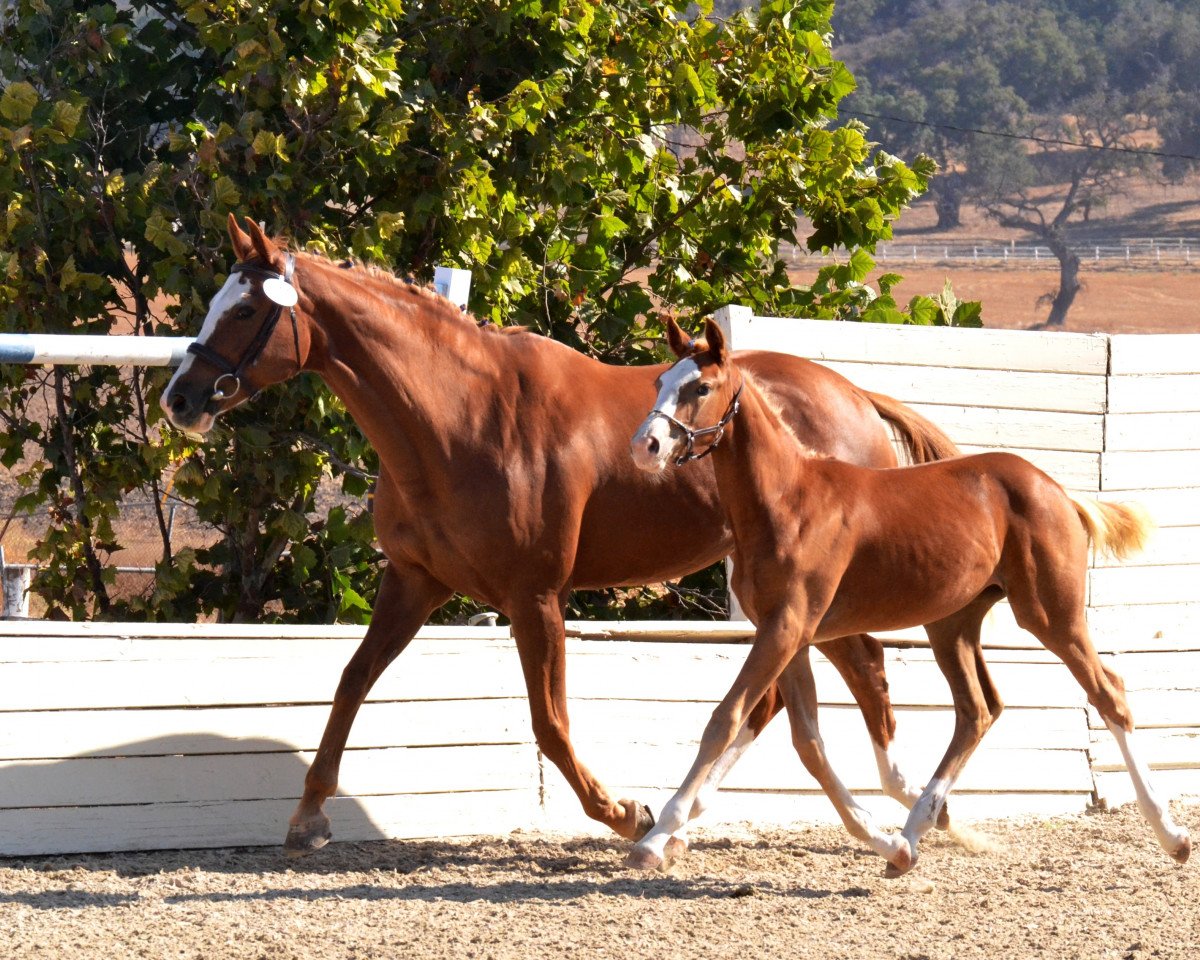 broodmare Jedi Blue TW (Holsteiner, 2016, from Zirocco Blue)