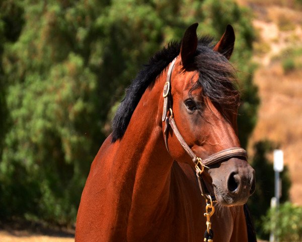 broodmare Connotation (Hanoverian, 2008, from Lordanos) broodmare Connotation (Hanoverian, 2008, from Lordanos)
