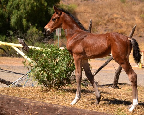 horse Magnus TW (KWPN (Royal Dutch Sporthorse), 2017, from Catoki)