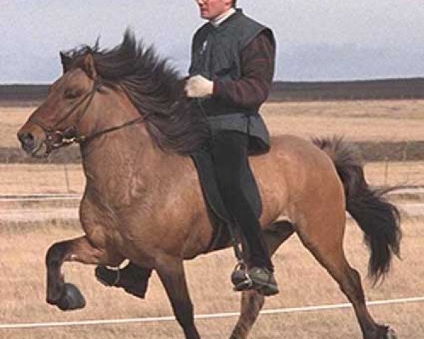 Deckhengst Kolskeggur frá Keldudal (Islandpferd, 1991, von Ófeigur frá Flugumýri)