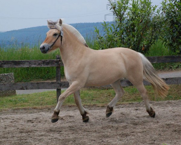 broodmare Vikkelsøe’s Tinde (Fjord Horse, 2012, from Fjordbækken’s Sidan) broodmare Vikkelsøe’s Tinde (Fjord Horse, 2012, from Fjordbækken’s Sidan)