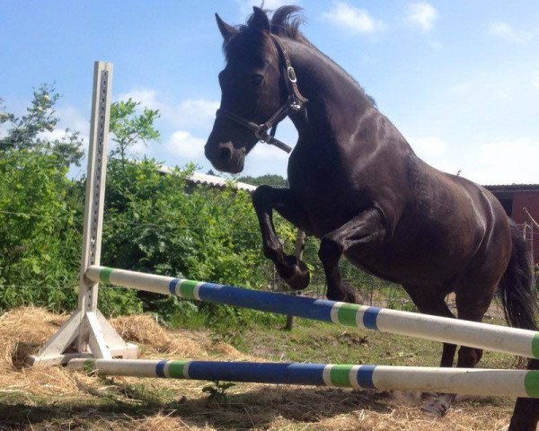 broodmare Martini hedevang (New Forest Pony, 1998, from Anydale Martien)