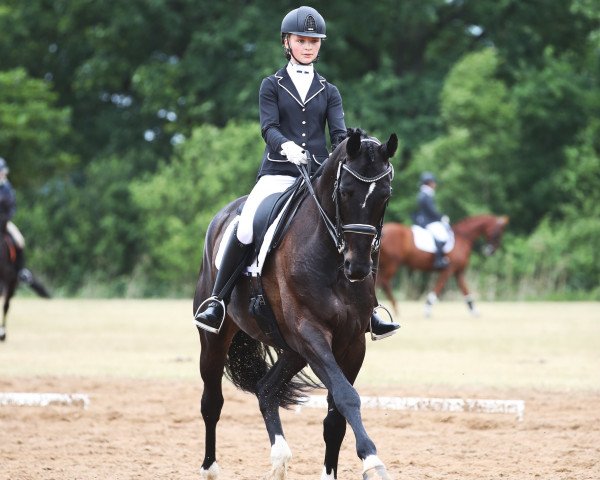 dressage horse Discovery 49 (Hanoverian, 2008, from Dancier)
