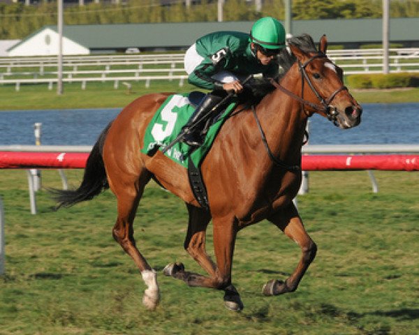 Broodmare Race to Urga xx (English Thoroughbred, 2008, from Bernstein xx)