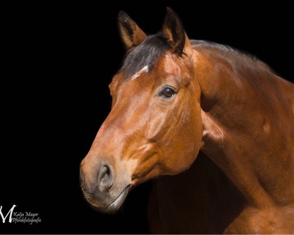 dressage horse Landiano 12 (Oldenburg, 2005, from Licotus)