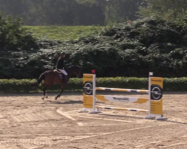 Spring Late Entry Gut Hohenkamp / Dorsten 2021