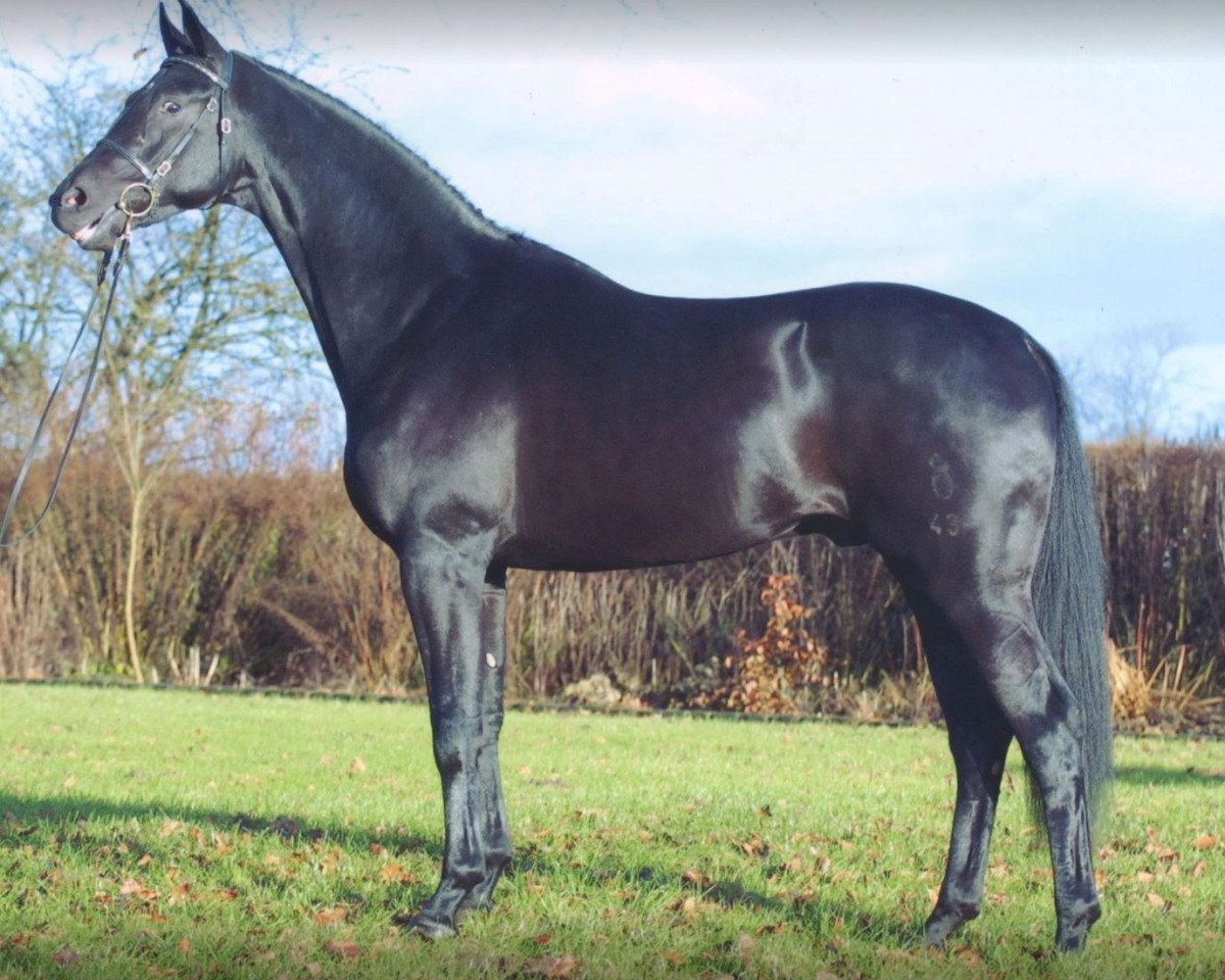 Deckhengst Soprano (Oldenburger, 1999, von Sandro Hit)