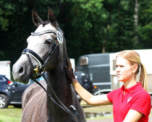 broodmare Raya (German Riding Pony, 2014, from Rex the Robber)