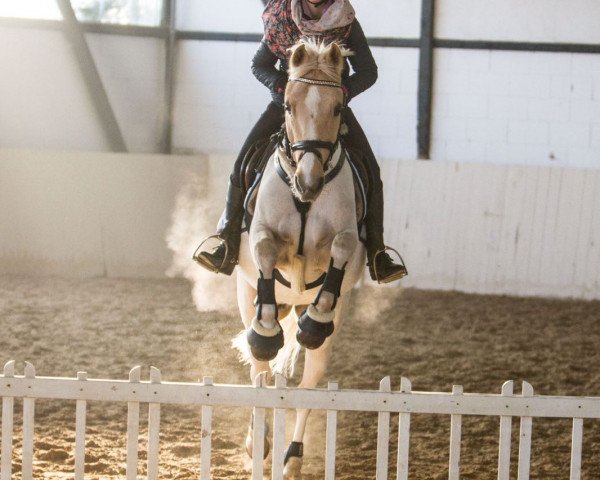 Springpferd Dacapo 225 (Deutsches Reitpony, 2000, von Ulfenbach Golden Derano C)