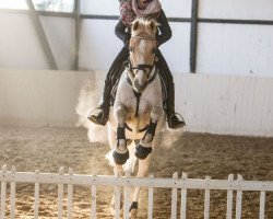 jumper Dacapo 225 (German Riding Pony, 2000, from Ulfenbach Golden Derano C)