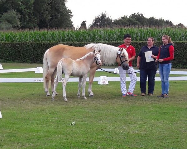 horse Stute von Nachtstolz (Haflinger, 2017, from Nachtstolz)