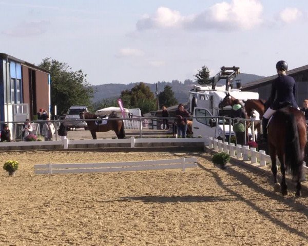 Reitturnier Bühren-Breckerfeld 2018