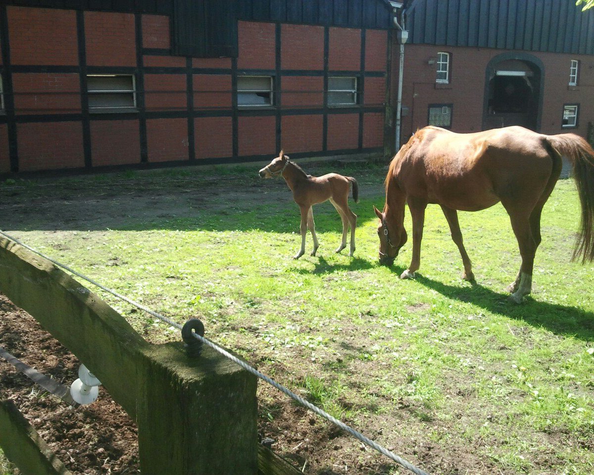 horse Lykke Li ML (Hanoverian, 2013, from Larius W)