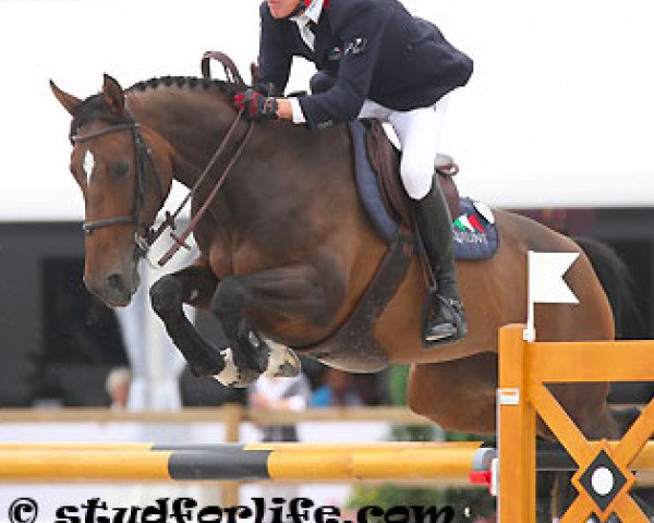 jumper Quirha de P'Aime (Selle Français, 2004, from Kannan)