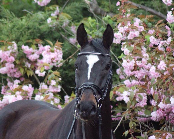 dressage horse Kavalieris (Latvian Warmblood, 2011, from Calano II)