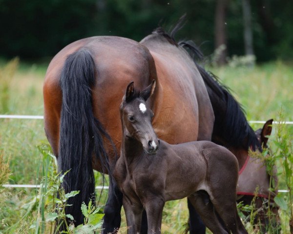 jumper Coelestin 3 (German Sport Horse, 2017, from Canoso)