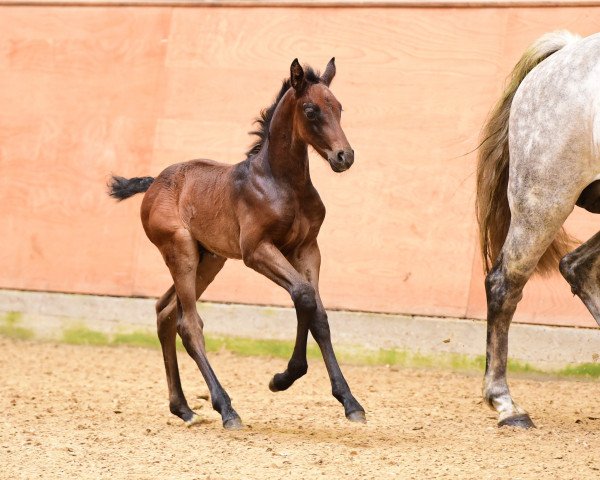 horse Dialore (Holsteiner, 2017, from Diamar)